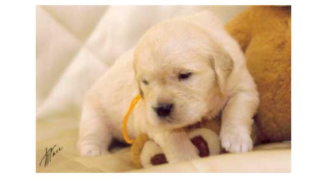 Щенки золотистого ретривера в питомнике Goldberry Щенки золотистого ретривера в питомнике Goldberry