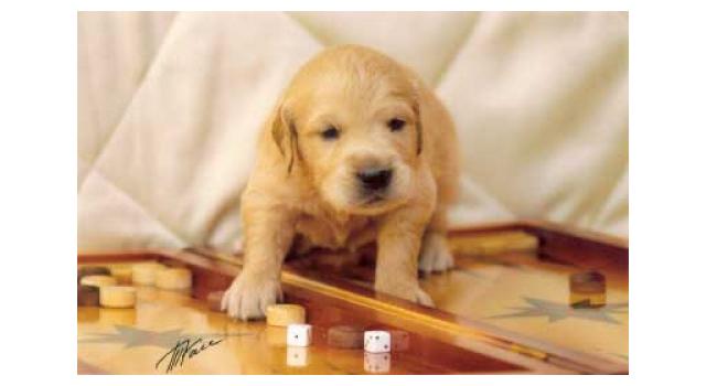 Щенки золотистого ретривера в питомнике Goldberry Щенки золотистого ретривера в питомнике Goldberry