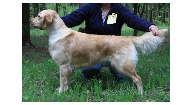 Щенки золотистого ретривера в питомнике Goldberry Щенки золотистого ретривера в питомнике Goldberry