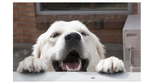 Щенки золотистого ретривера в питомнике Goldberry Щенки золотистого ретривера в питомнике Goldberry