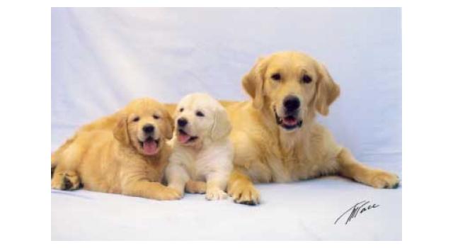 Щенки в питомнике Goldberry Щенки в питомнике Goldberry