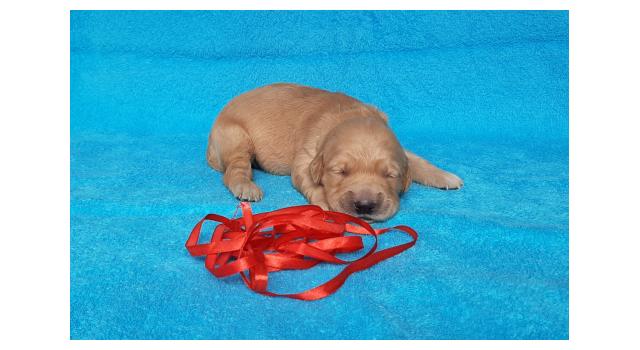 Щенки золотистого ретривера в питомнике Goldberry Щенки золотистого ретривера в питомнике Goldberry