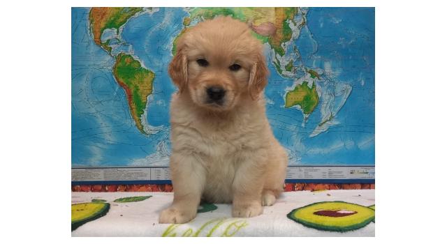 Щенки золотистого ретривера в питомнике Goldberry Щенки золотистого ретривера в питомнике Goldberry