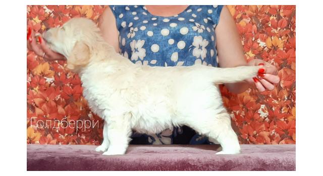 Щенки золотистого ретривера в питомнике Goldberry Щенки золотистого ретривера в питомнике Goldberry