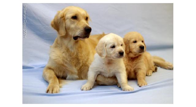 Щенки в питомнике Goldberry Щенки в питомнике Goldberry