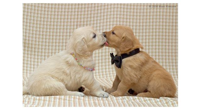 Щенки в питомнике Goldberry Щенки в питомнике Goldberry