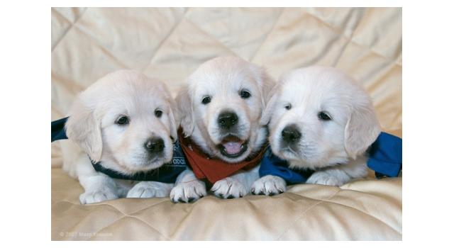 Щенки в питомнике Goldberry Щенки в питомнике Goldberry