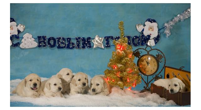 Щенки в питомнике Goldberry Щенки в питомнике Goldberry