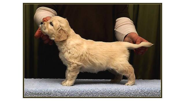 Щенки золотистого ретривера в питомнике Goldberry Щенки золотистого ретривера в питомнике Goldberry