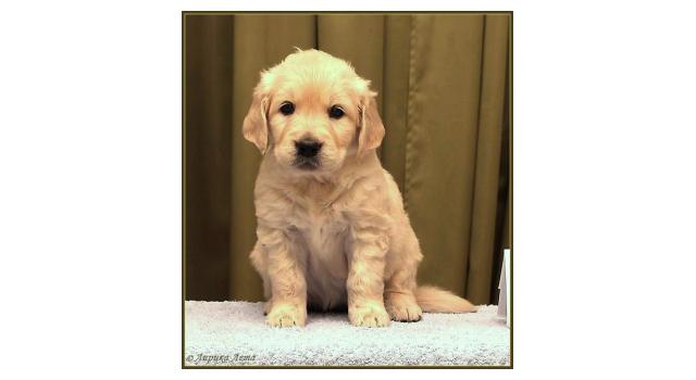 Щенки золотистого ретривера в питомнике Goldberry Щенки золотистого ретривера в питомнике Goldberry