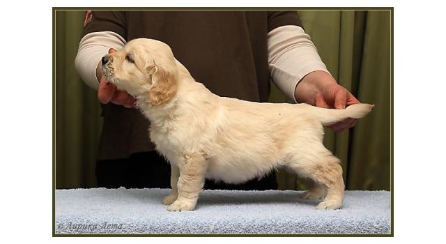 Щенки золотистого ретривера в питомнике Goldberry Щенки золотистого ретривера в питомнике Goldberry