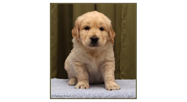 Щенки золотистого ретривера в питомнике Goldberry Щенки золотистого ретривера в питомнике Goldberry