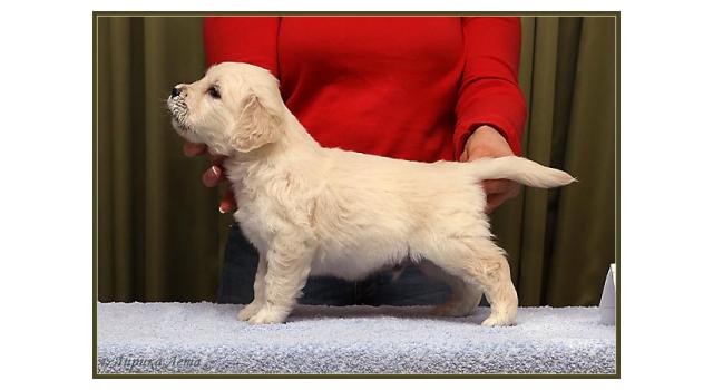 Щенки золотистого ретривера в питомнике Goldberry Щенки золотистого ретривера в питомнике Goldberry