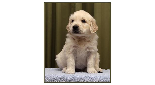 Щенки золотистого ретривера в питомнике Goldberry Щенки золотистого ретривера в питомнике Goldberry