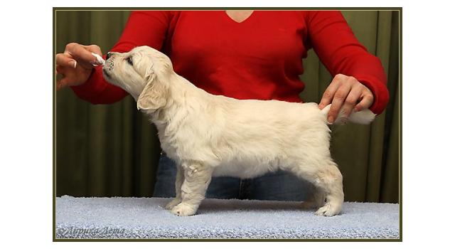 Щенки золотистого ретривера в питомнике Goldberry Щенки золотистого ретривера в питомнике Goldberry