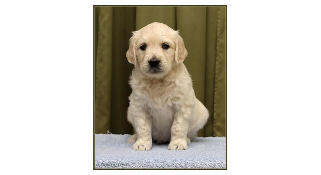 Щенки золотистого ретривера в питомнике Goldberry Щенки золотистого ретривера в питомнике Goldberry