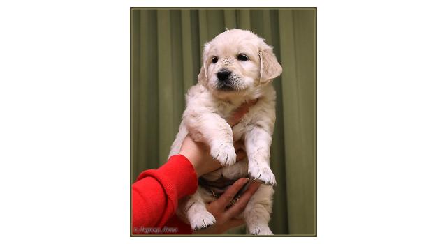 Щенки золотистого ретривера в питомнике Goldberry Щенки золотистого ретривера в питомнике Goldberry