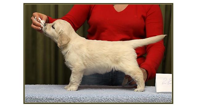 Щенки золотистого ретривера в питомнике Goldberry Щенки золотистого ретривера в питомнике Goldberry