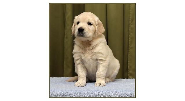 Щенки золотистого ретривера в питомнике Goldberry Щенки золотистого ретривера в питомнике Goldberry