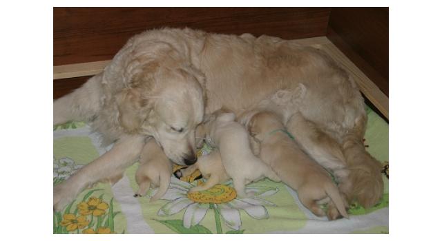 Щенки в питомнике Goldberry Щенки в питомнике Goldberry