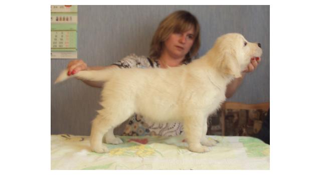 Щенки золотистого ретривера в питомнике Goldberry Щенки золотистого ретривера в питомнике Goldberry