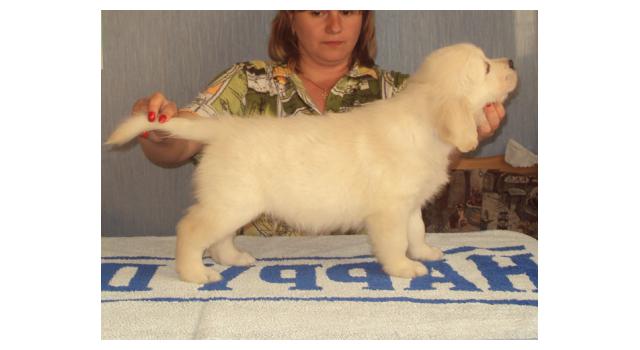 Щенки золотистого ретривера в питомнике Goldberry Щенки золотистого ретривера в питомнике Goldberry