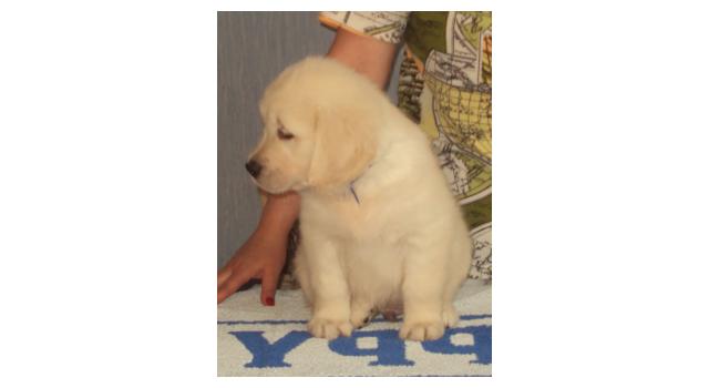 Щенки золотистого ретривера в питомнике Goldberry Щенки золотистого ретривера в питомнике Goldberry