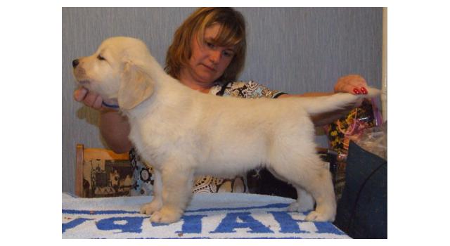 Щенки золотистого ретривера в питомнике Goldberry Щенки золотистого ретривера в питомнике Goldberry