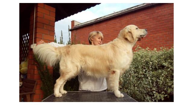 Щенки золотистого ретривера в питомнике Goldberry Щенки золотистого ретривера в питомнике Goldberry