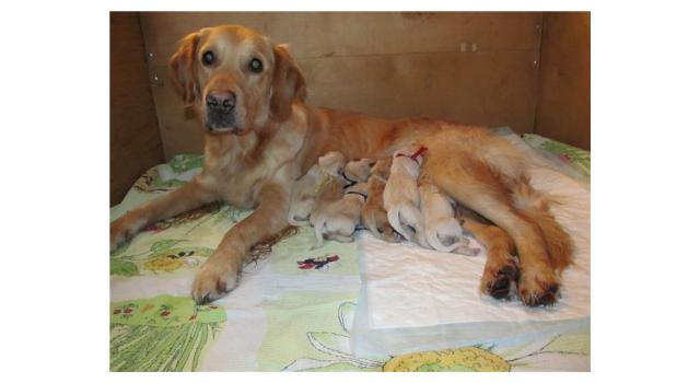 Щенки в питомнике Goldberry Щенки в питомнике Goldberry