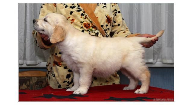 Щенки золотистого ретривера в питомнике Goldberry Щенки золотистого ретривера в питомнике Goldberry