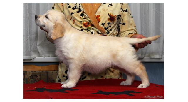 Щенки золотистого ретривера в питомнике Goldberry Щенки золотистого ретривера в питомнике Goldberry