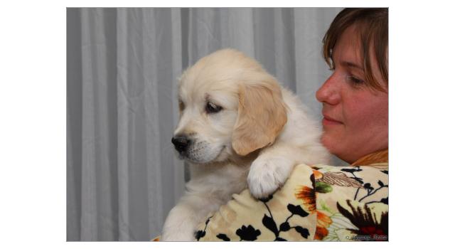 Щенки золотистого ретривера в питомнике Goldberry Щенки золотистого ретривера в питомнике Goldberry