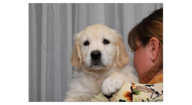 Щенки золотистого ретривера в питомнике Goldberry Щенки золотистого ретривера в питомнике Goldberry