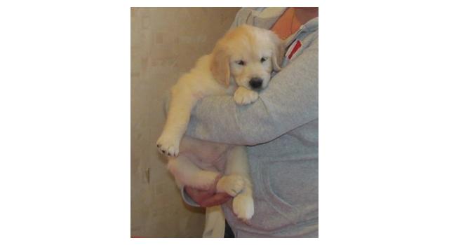 Щенки золотистого ретривера в питомнике Goldberry Щенки золотистого ретривера в питомнике Goldberry