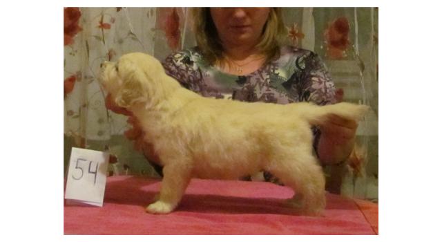 Щенки золотистого ретривера в питомнике Goldberry Щенки золотистого ретривера в питомнике Goldberry