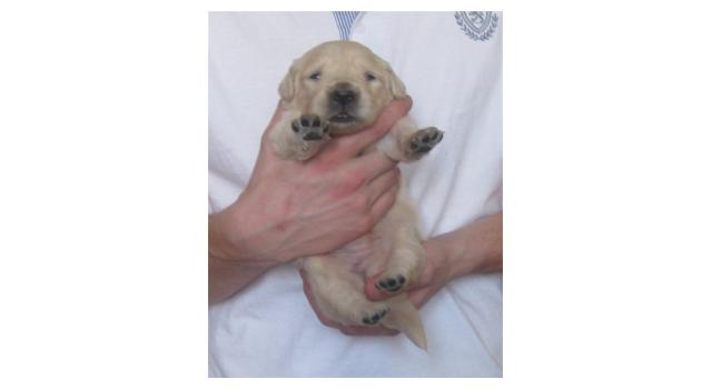 Щенки золотистого ретривера в питомнике Goldberry Щенки золотистого ретривера в питомнике Goldberry