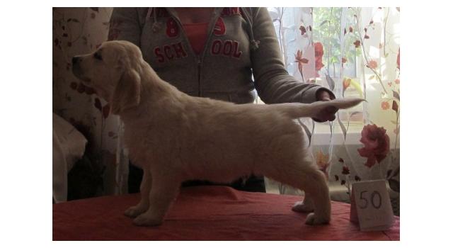 Щенки золотистого ретривера в питомнике Goldberry Щенки золотистого ретривера в питомнике Goldberry