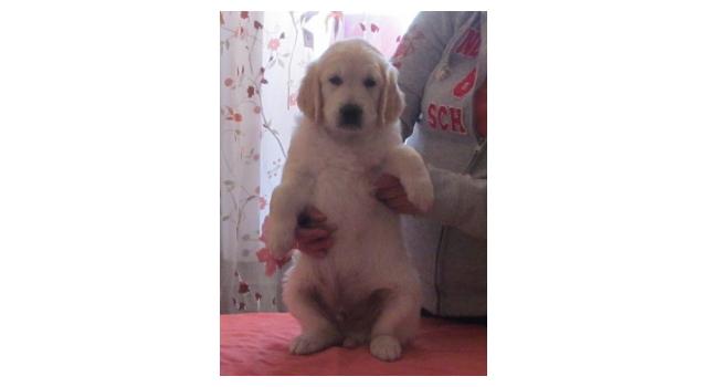 Щенки золотистого ретривера в питомнике Goldberry Щенки золотистого ретривера в питомнике Goldberry