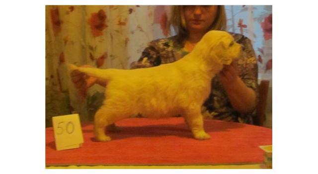 Щенки золотистого ретривера в питомнике Goldberry Щенки золотистого ретривера в питомнике Goldberry