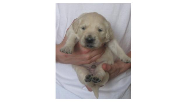 Щенки золотистого ретривера в питомнике Goldberry Щенки золотистого ретривера в питомнике Goldberry