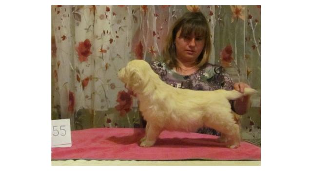 Щенки золотистого ретривера в питомнике Goldberry Щенки золотистого ретривера в питомнике Goldberry