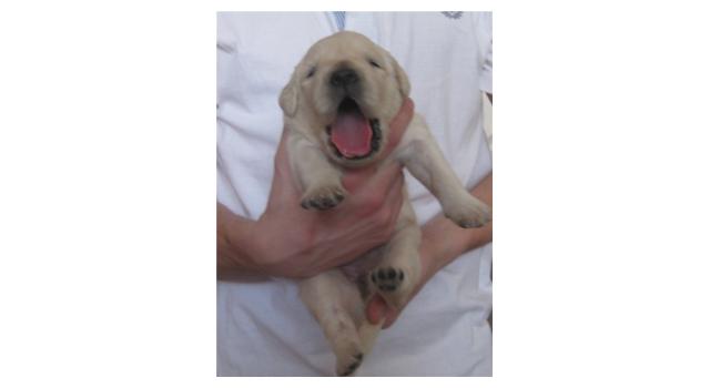 Щенки золотистого ретривера в питомнике Goldberry Щенки золотистого ретривера в питомнике Goldberry