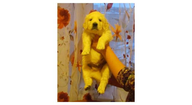 Щенки золотистого ретривера в питомнике Goldberry Щенки золотистого ретривера в питомнике Goldberry