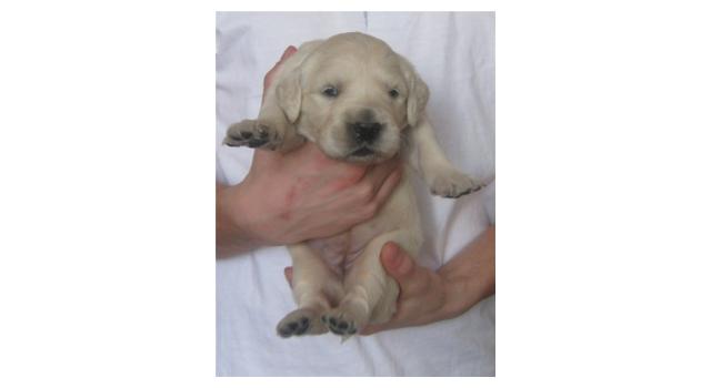 Щенки золотистого ретривера в питомнике Goldberry Щенки золотистого ретривера в питомнике Goldberry