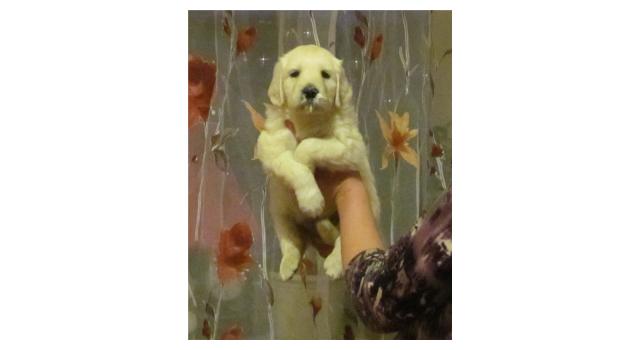 Щенки золотистого ретривера в питомнике Goldberry Щенки золотистого ретривера в питомнике Goldberry