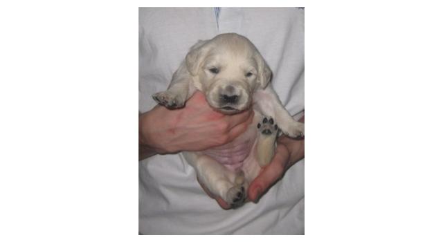 Щенки золотистого ретривера в питомнике Goldberry Щенки золотистого ретривера в питомнике Goldberry