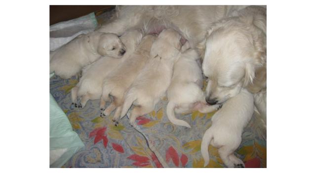 Щенки в питомнике Goldberry Щенки в питомнике Goldberry