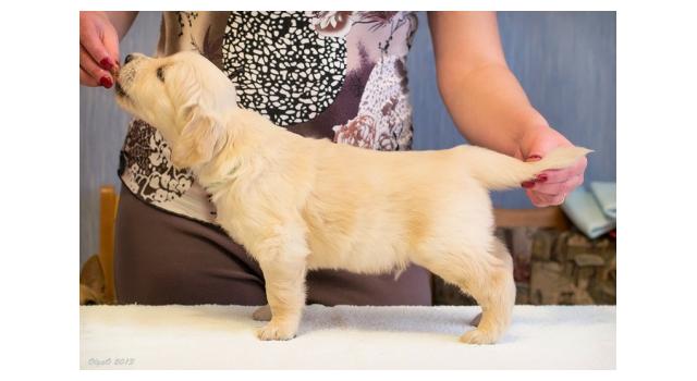 Щенки золотистого ретривера в питомнике Goldberry Щенки золотистого ретривера в питомнике Goldberry