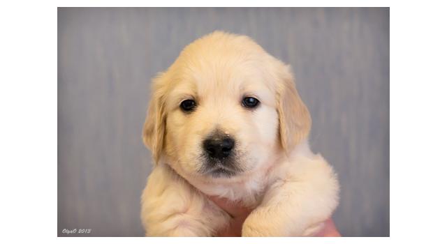 Щенки золотистого ретривера в питомнике Goldberry Щенки золотистого ретривера в питомнике Goldberry